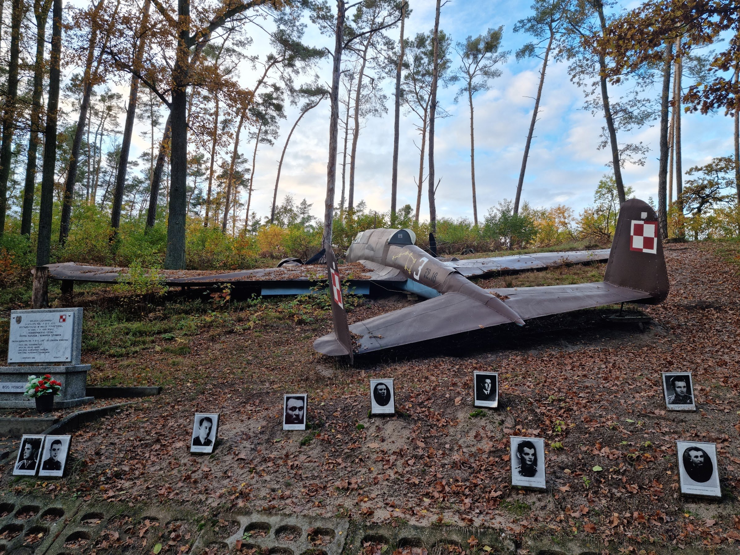 Moose from Dłutowskiego Forest